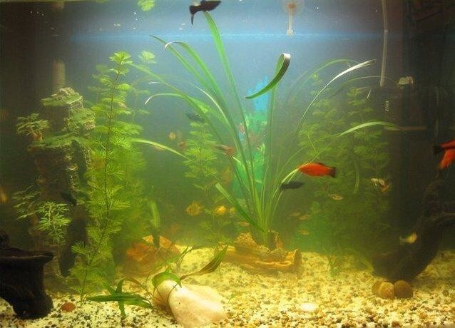 Причины, в связи с которыми вода в аквариуме может приобрести белесый оттенок