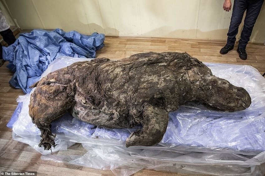 В Якутии разморозили тушу древнего шерстистого носорога