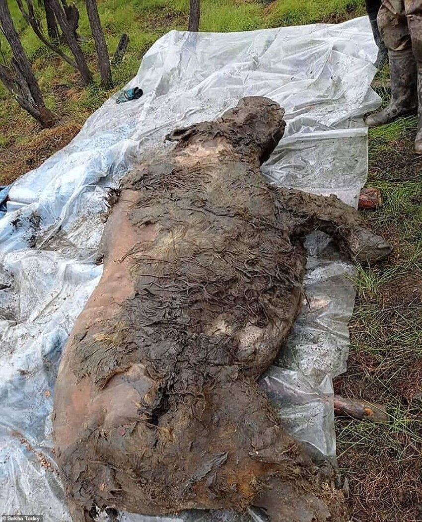 В Якутии разморозили тушу древнего шерстистого носорога