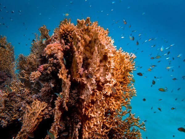 Ученые восстанавливают кораллы на 3D-принтере