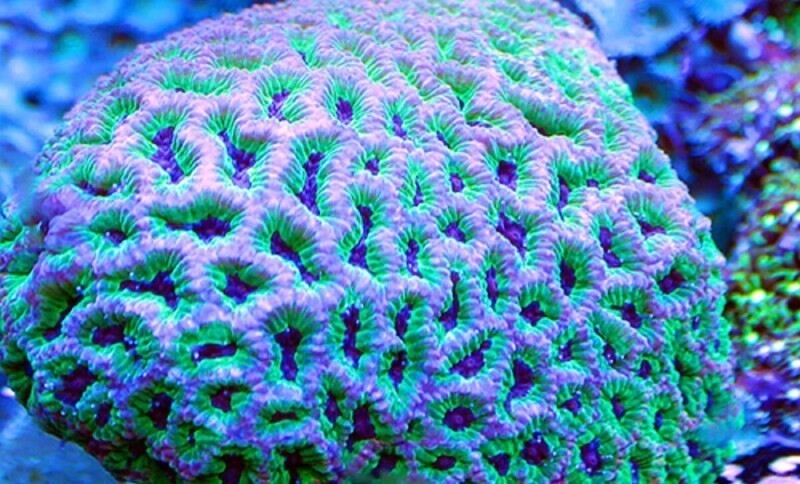 Ученые восстанавливают кораллы на 3D-принтере