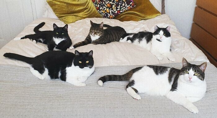 Парень обнаружил под кроватью кошку с котятами, а сейчас они - большая семья