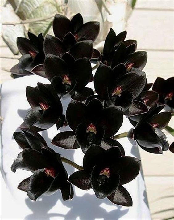 Чернота-то какая: 25 черных-черных растений в черном-черном лесу