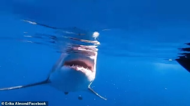 Видео: рыбаки пообщались с огромной белой акулой в Мексиканском заливе