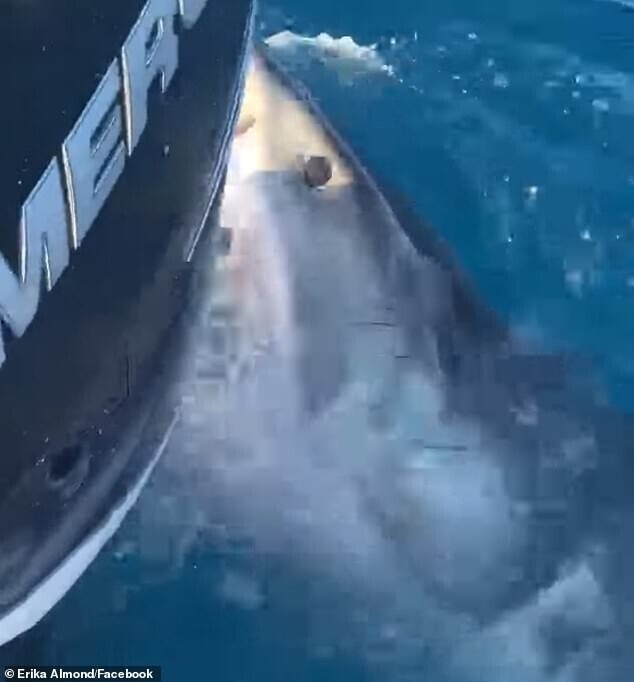 Видео: рыбаки пообщались с огромной белой акулой в Мексиканском заливе