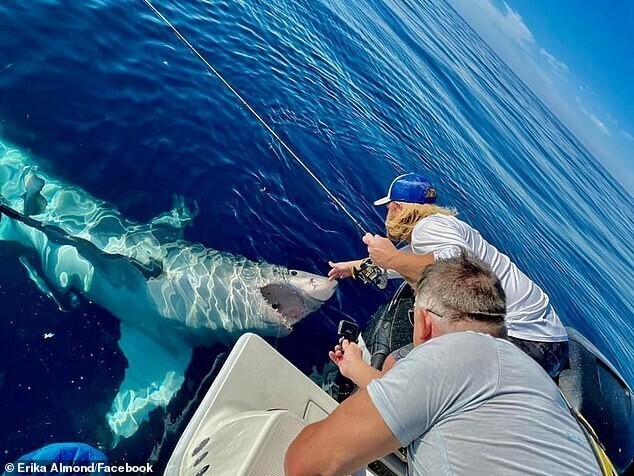 Одному из рыбаков удалось даже дотянуться до акулы и "погладить" ее