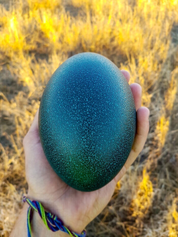 6. "Яйцо страуса эму, которое я нашел несколько лет назад в Австралии"