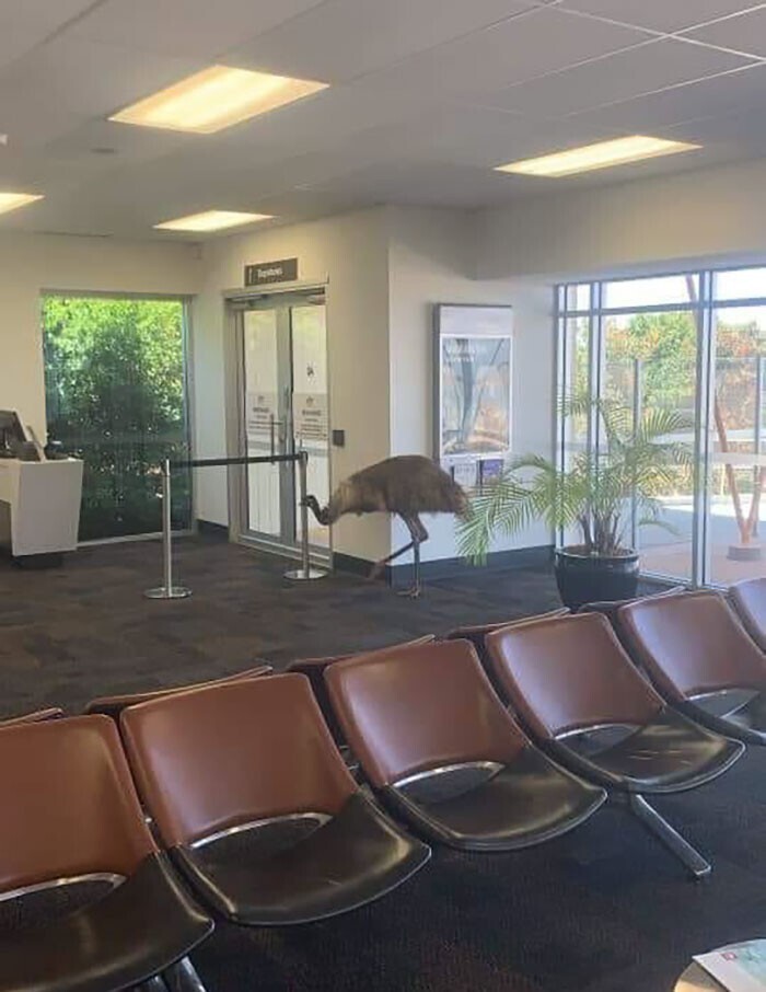 26. "Это страус эму, которому скучно. Он решился исследовать здание небольшого аэропорта"