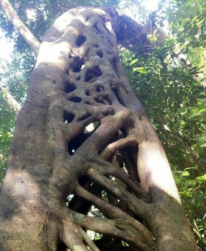 27. Дерево в тропическом лесу Дейнтри (Квинсленд, Австралия)