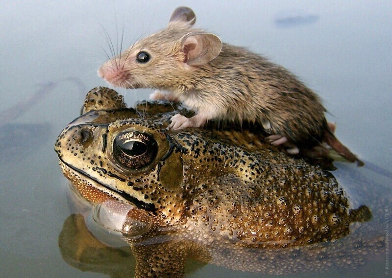 Мышь едет верхом на лягушке во время наводнения в городе Лакхнау на севере Индии