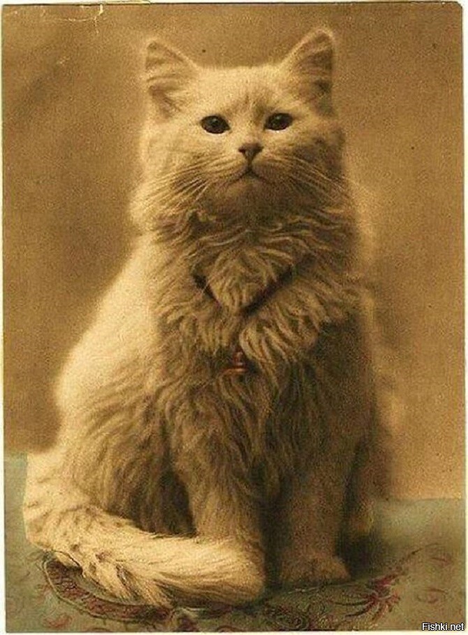 Первое фото котика в истории
