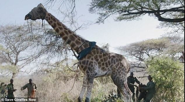 В Кении спасают застрявших на острове жирафов