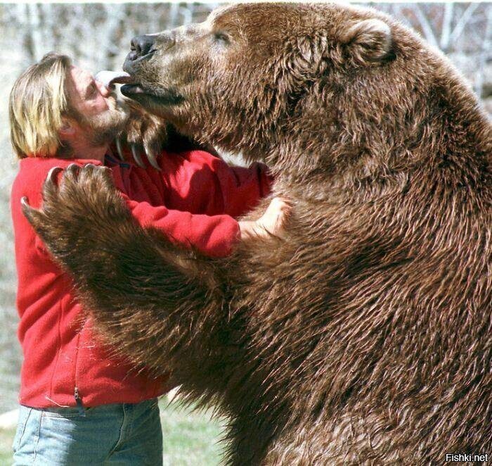 Медведь Барт, весил 700 кг, ручной