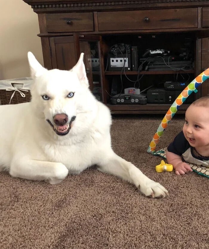 "Попытался сделать милое фото ребенка с собакой. Собака чихнула во время снимка. Получилось странновато, но весело!"