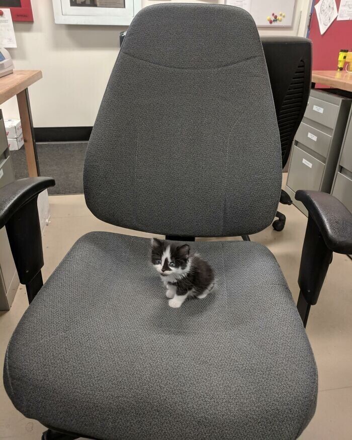 "У нас в офисе появился новый хозяин"