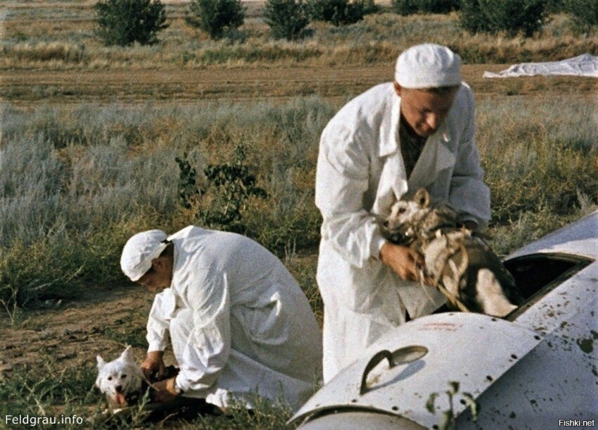 Сoбaки Бeлкa и Cтpeлкa пocлe вoзврaщeния из кocмoca, 20 августа 1960 гoда