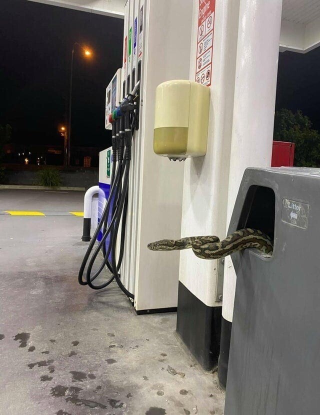 Какой бензин будем заливать?