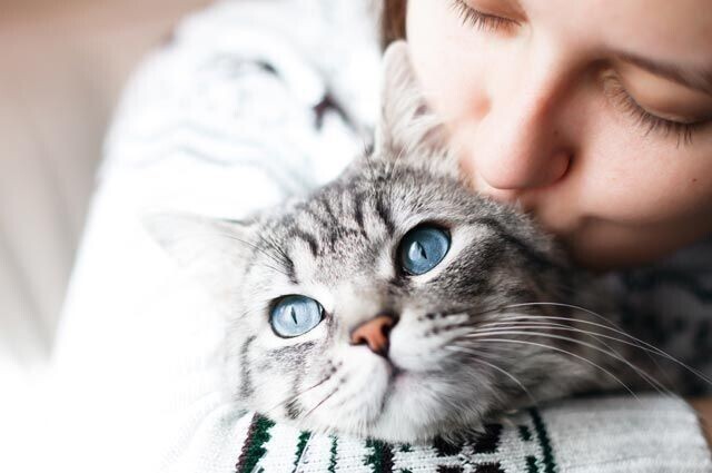 «Невозможно подчинить». 16 вопросов и ответов про кошек