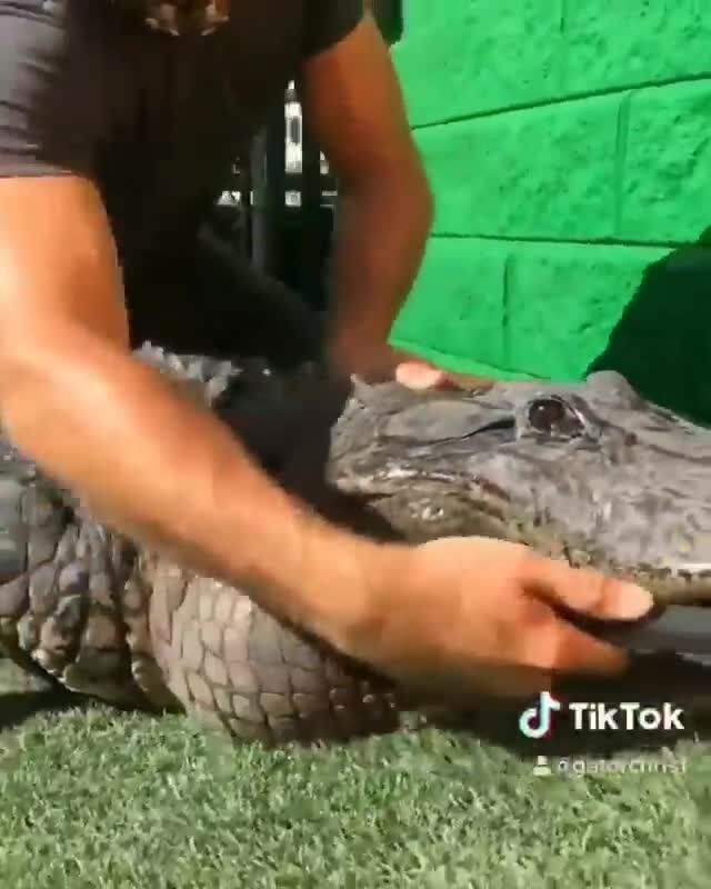 Сытый крокодил- та ещё лапочка 