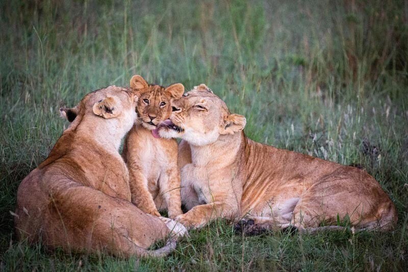 Прекрасное фото с утренним умыванием маленького львёнка