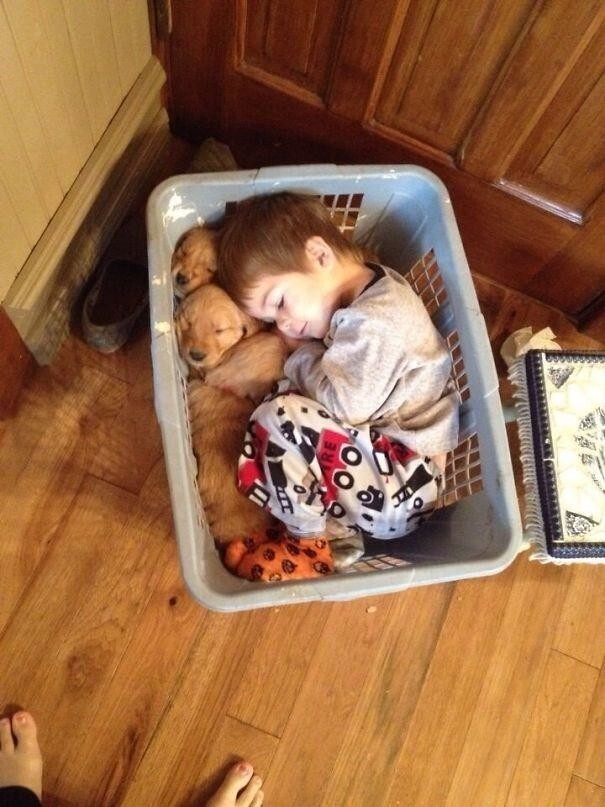 Маленький мальчик заснул в корзине со щенками и это сверхмило!