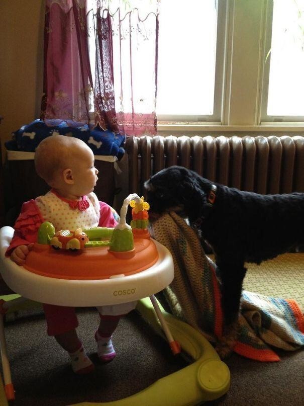 "Собака моего друга отдает свое любимое одеяло моей дочери"