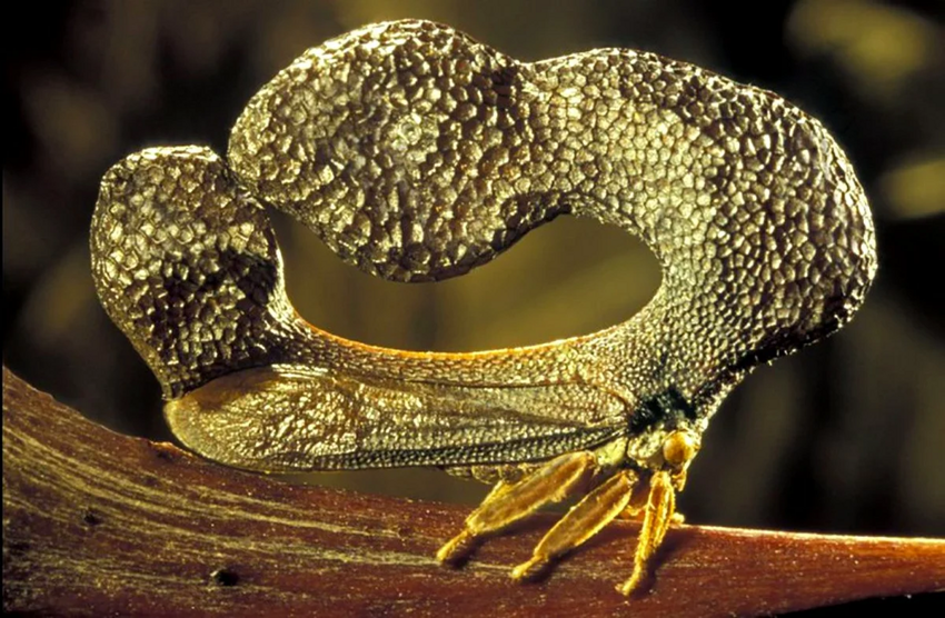 Бразильская горбатка: Шизофренические формы южных насекомых. Зачем им макет солнечной системы на голове?
