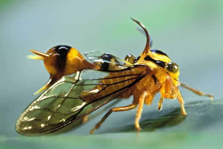 Бразильская горбатка: Шизофренические формы южных насекомых. Зачем им макет солнечной системы на голове?