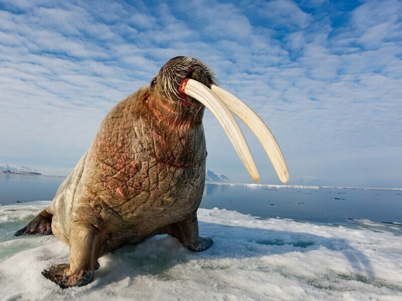 Розовеют к старости и белеют в воде: интересные факты из жизни моржей