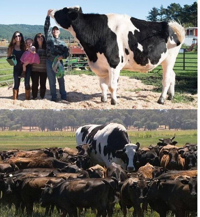 Уникальная корова.