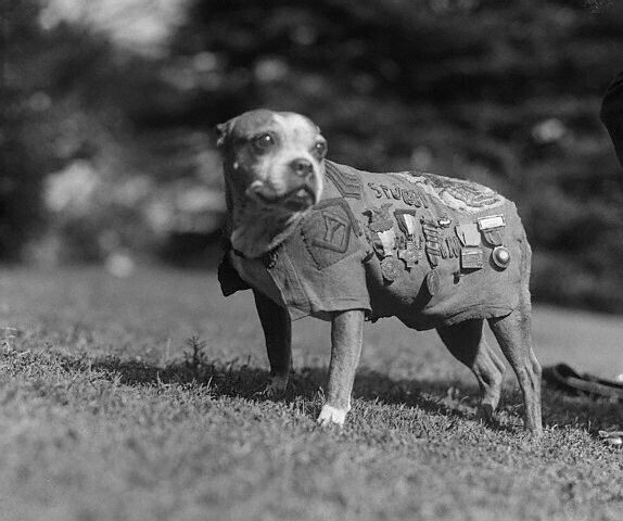 25. Самая титулованная собака Первой мировой войны, около 1920 г.