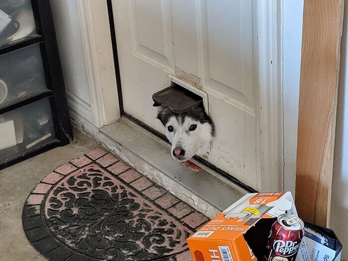«Хаски моего соседа любит использовать кошачью дверь, чтобы узнать, что происходит в гараже».