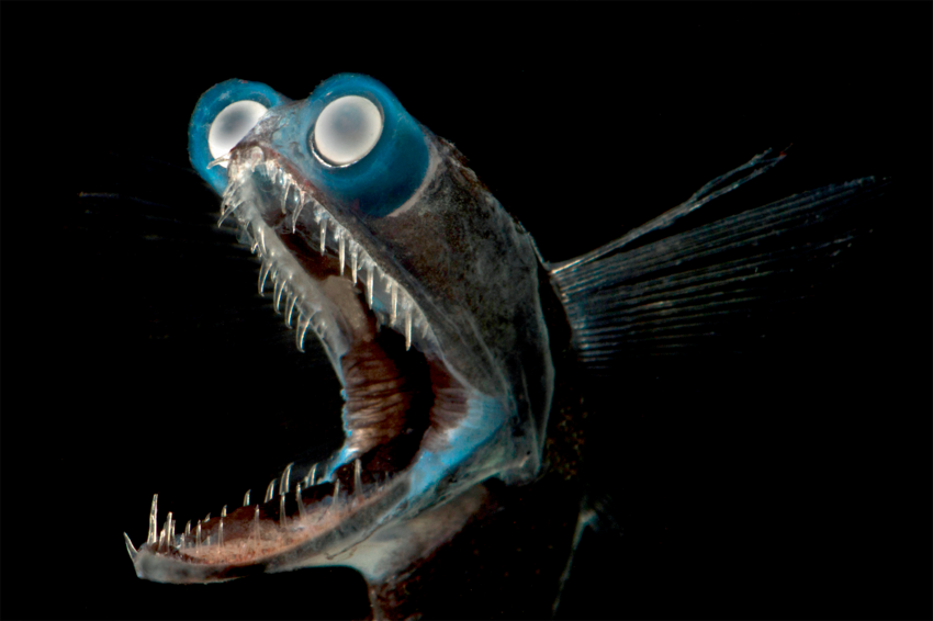 Рыба-телескоп: Жуткое порождение мрака со встроенным биноклем и прибором ночного видения