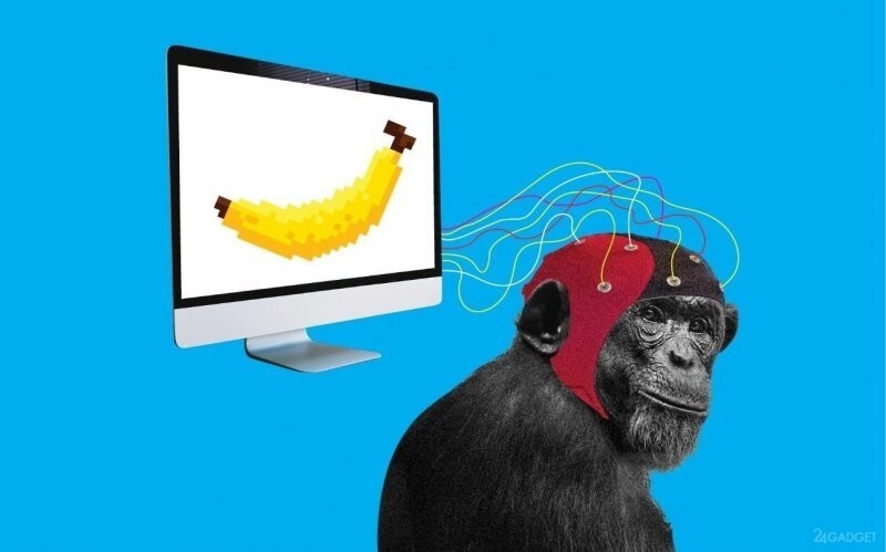 Компания Илона Маска чипировала обезьяну и научила ее играть на компьютере при помощи силы мысли