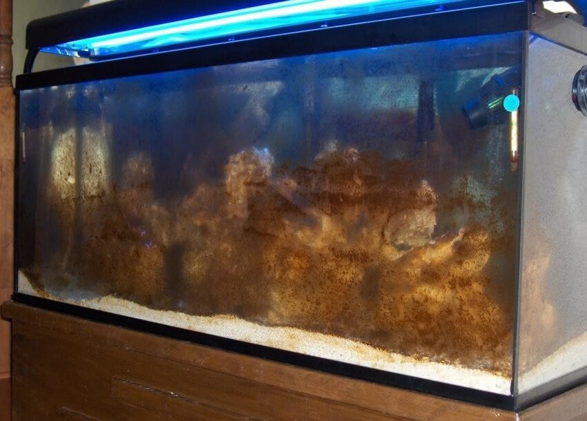 Причины появления в аквариуме налета коричневого цвета