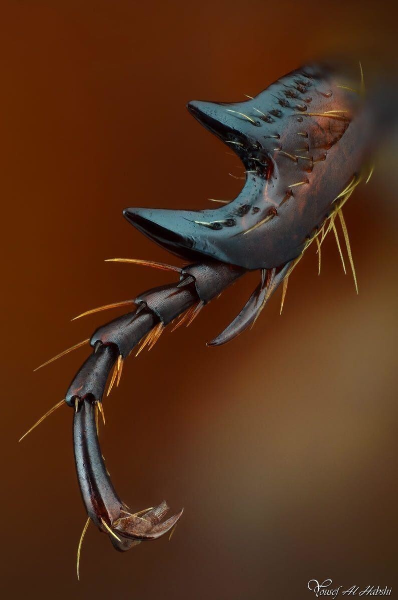 Нога арабского жука