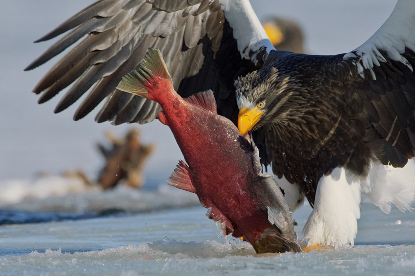 Белоплечий орлан: Крупнейшая птица Дальнего Востока и её разрушительная мощь
