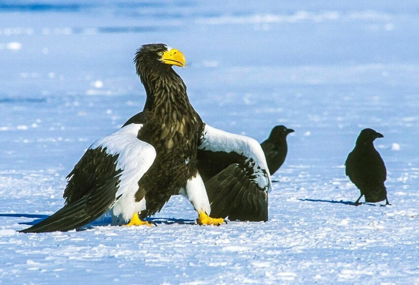 Белоплечий орлан: Крупнейшая птица Дальнего Востока и её разрушительная мощь