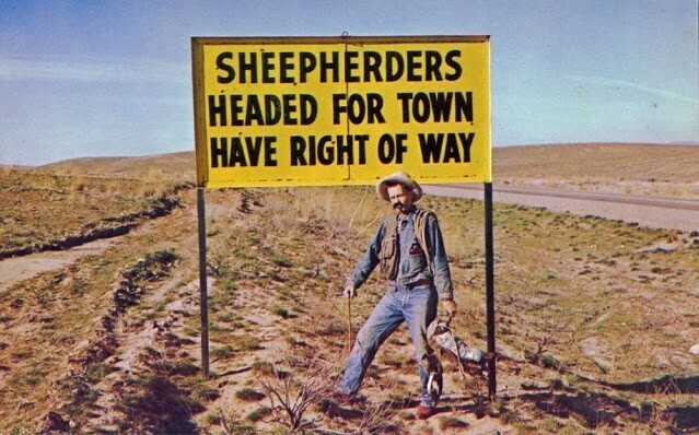 Пастухи, направляющиеся в город, имеют преимущество на дороге