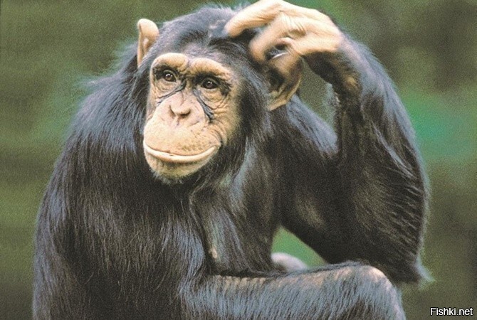 Ученые не рискуют утверждать, что некоторые животные интеллектуально превосхо...