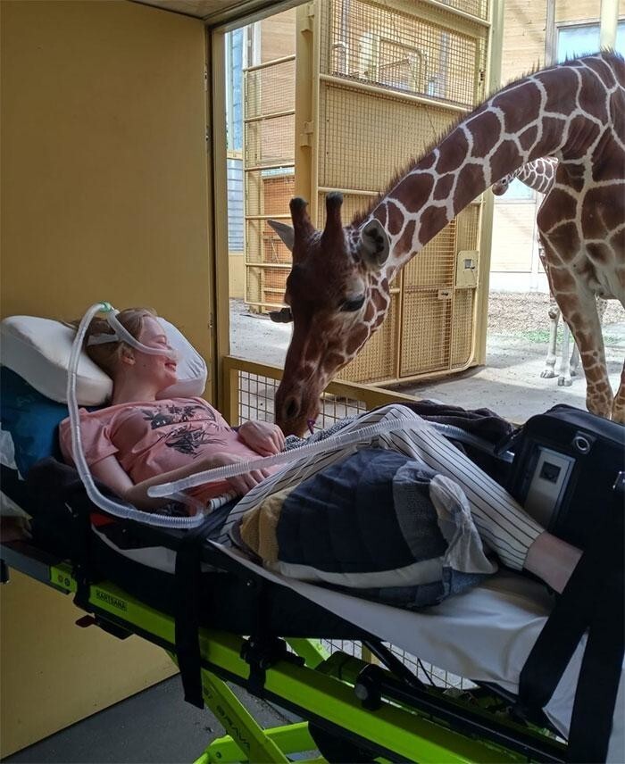 10. Жираф здоровается со смертельно больной пациенткой во время мероприятия "Последнее желание" в голландском зоопарке