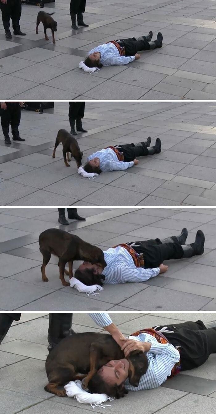 3. Бродячий пес прервал уличное представление в Турции, придя на помощь актеру, который притворялся, что ему плохо
