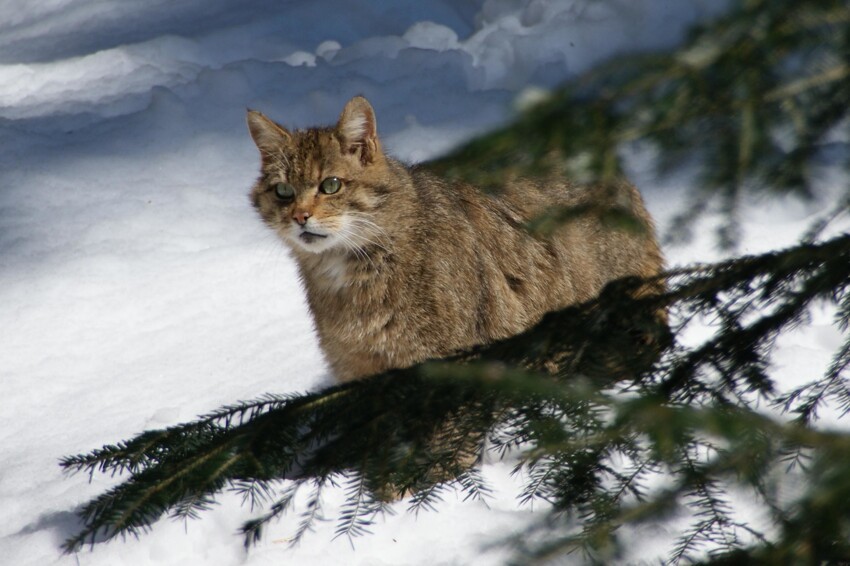 Лесная кошка