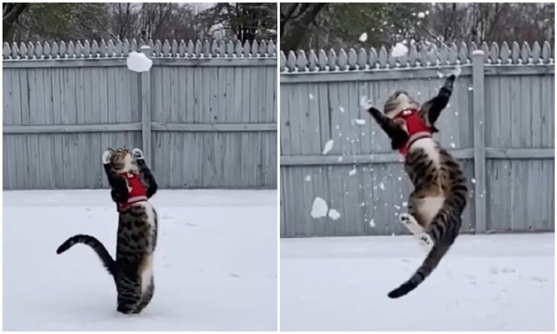 Точно в цель: молниеносная реакция кота на брошенный снежок