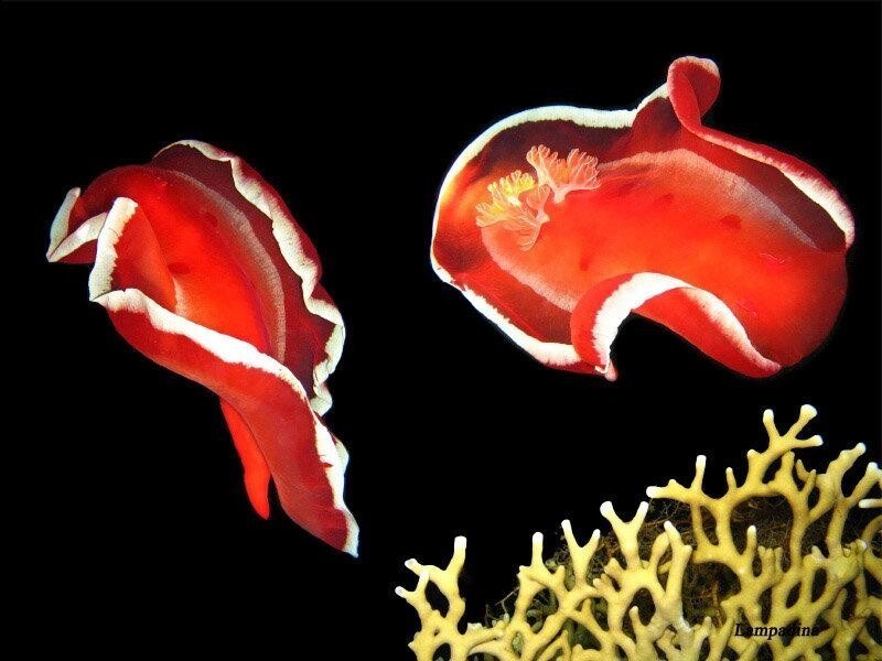 Испанский танцор: Гигантский ядовитый моллюск всю жизнь проводит в танце, а размножается откладывая «цветы» из яиц