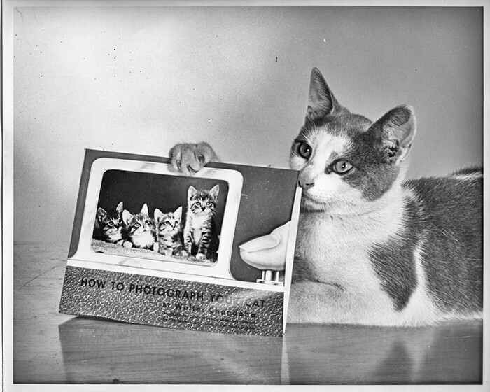 Человек, который 70 лет фотографировал кошек