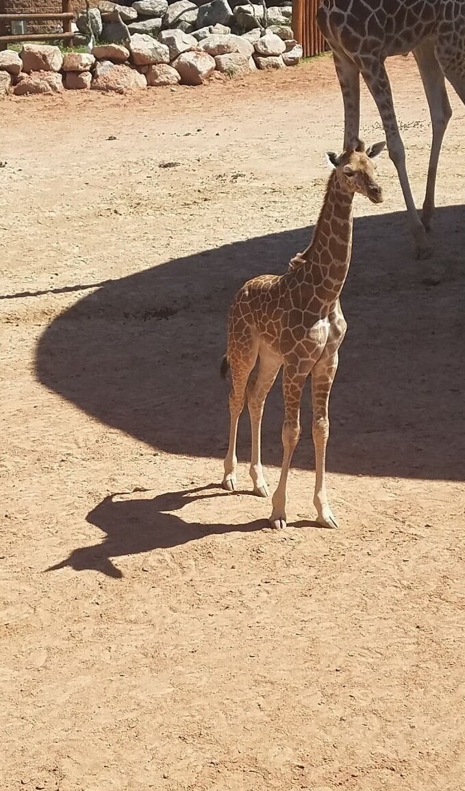 "Тень жирафа выглядит как единорог"