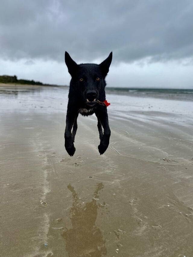 Летающий пёс.