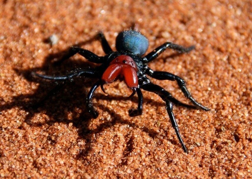 Мышь-паук: Почему мышь, если это паук? Очередная сверхтоксичная причина не ехать в Австралию