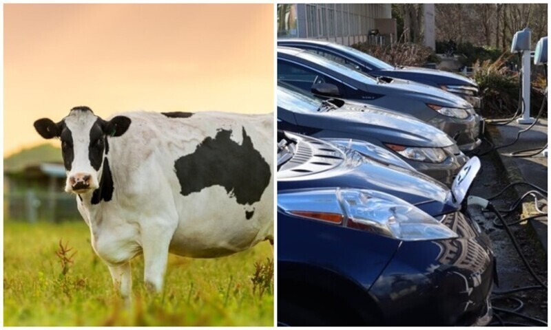 Коровы вредят экологии больше, чем автомобили